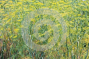 Fennel Foeniculum vulgare, yellow flowers in natural habitat photo